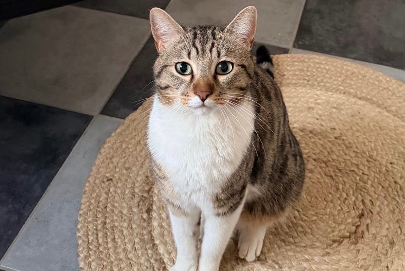 Alerta de Desaparición Gato cruce Macho , 3 años Eysins Suiza Alerta de Desaparición Gato cruce Macho , 3 años Eysins Suiza