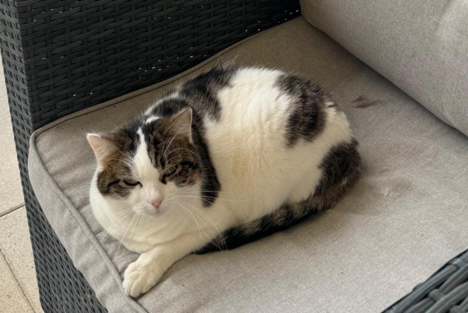 Alerte Disparition Chat Femelle , 8 ans Estavayer Suisse