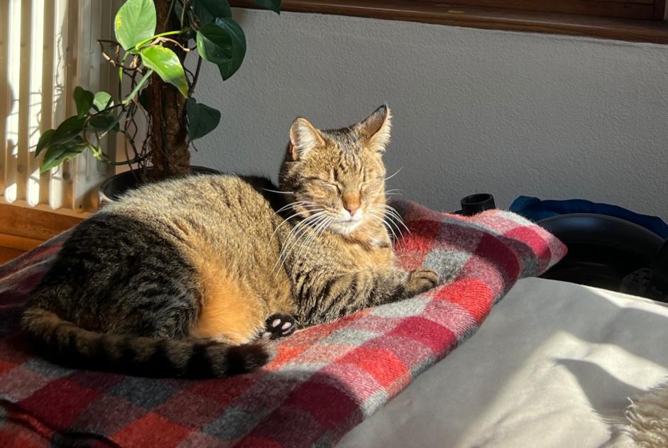 Alerte Disparition Chat Femelle , 9 ans Carouge Suisse
