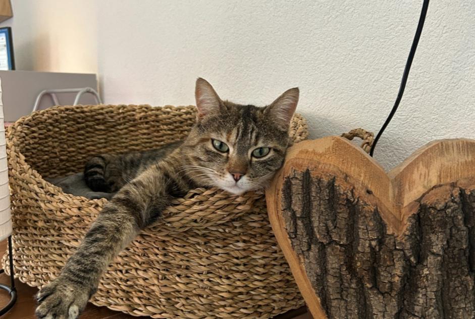 Alerte Disparition Chat croisement Femelle , 4 ans Troistorrents Suisse Alerte Disparition Chat croisement Femelle , 4 ans Troistorrents Suisse