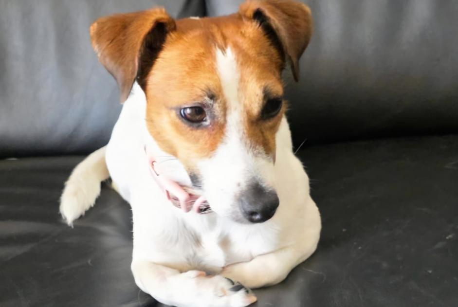 Alerte Disparition Chien Femelle , 2 ans Morschach Suisse Alerte Disparition Chien Femelle , 2 ans Morschach Suisse