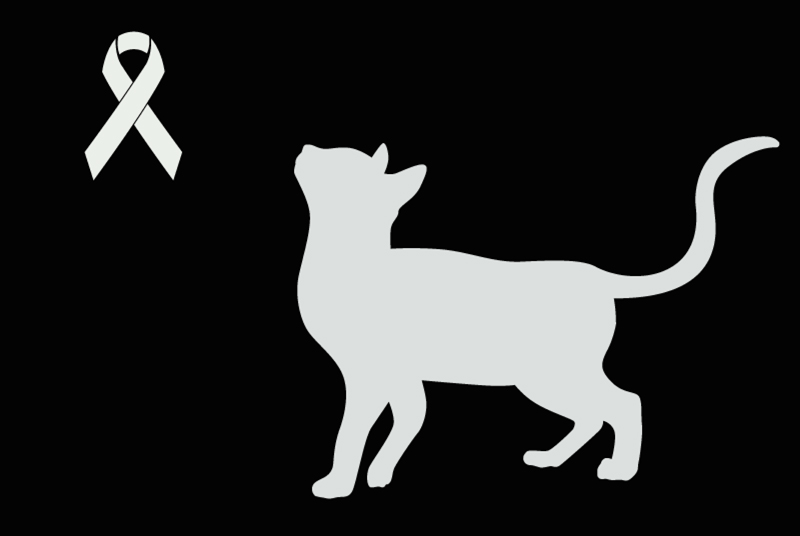 Alerte Découverte Chat Inconnu Gurmels Suisse