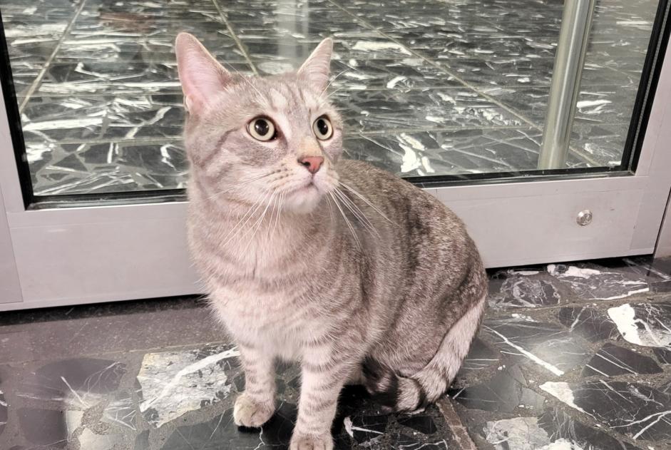 Avviso Ritrovamento Gatto Femmina Lancy Svizzera