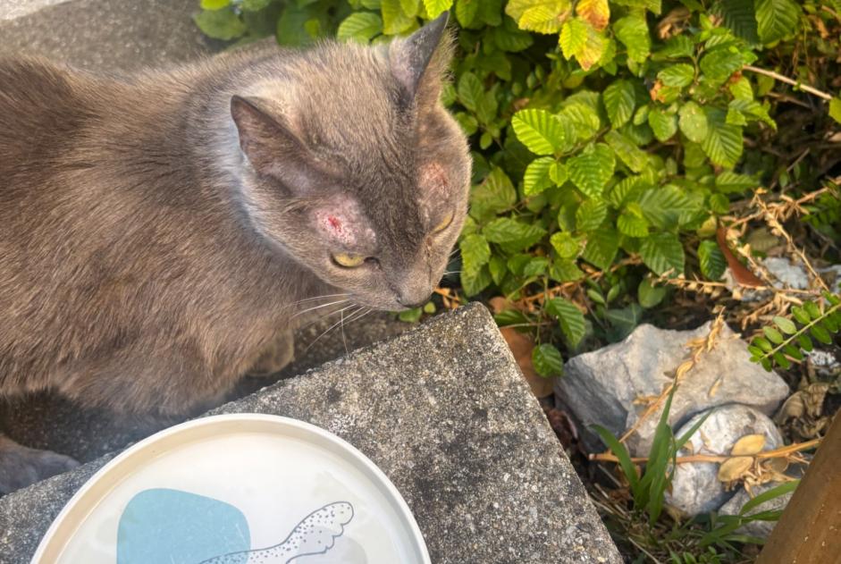 Avviso Ritrovamento Gatto Non conosciuta Blonay - Saint-Légier Svizzera Avviso Ritrovamento Gatto Non conosciuta Blonay - Saint-Légier Svizzera