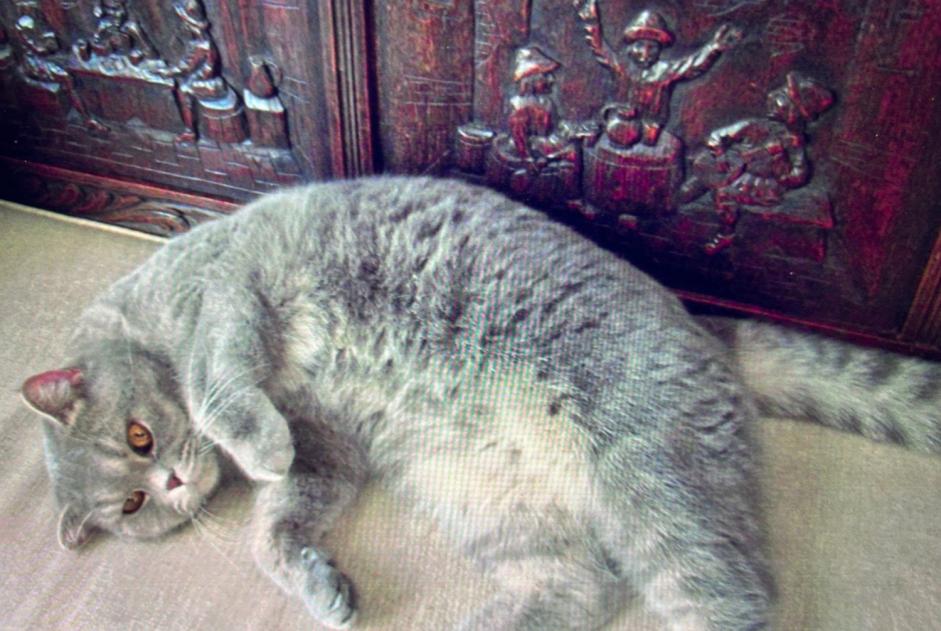 Alerta desaparecimento Gato  Macho , 3 anos Neuchâtel Switzerland