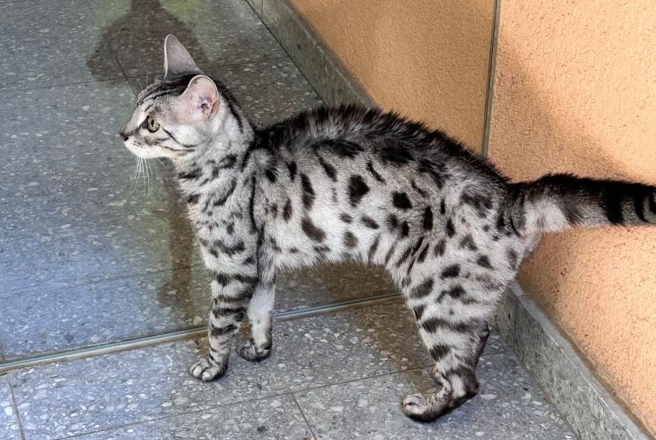 Alerta descoberta Gato Fêmea , 4 anos Lausanne Switzerland Alerta descoberta Gato Fêmea , 4 anos Lausanne Switzerland